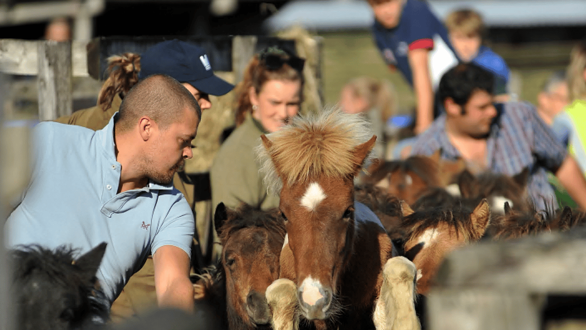 Chagford Drift Pony Sale sees Dartmoor farmers come together